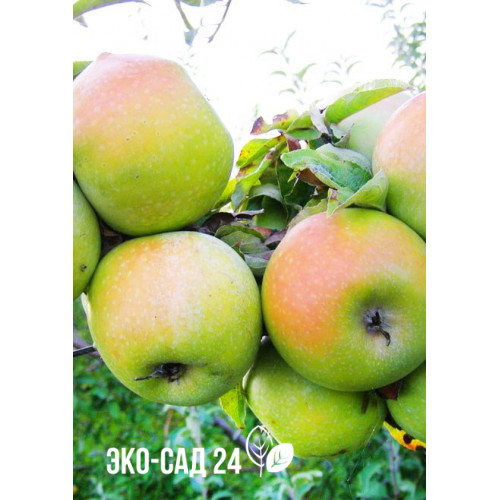 Яблоня Ренет Симиренко