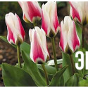 Тюльпан гибрид фостера "Бордер Легенд" (Border Legend) 3шт в упаковке (размер 12/+)